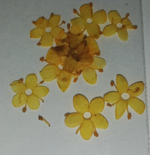 Cargar imagen en el visor de la galería, NATURALEZA PLANCHADA