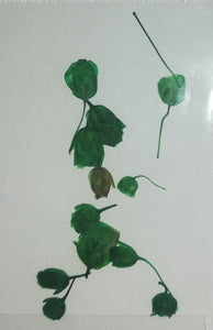 NATURALEZA ITALIANA