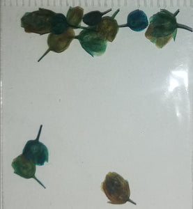 NATURALEZA ITALIANA