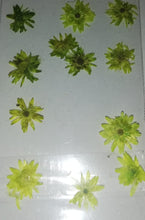 Cargar imagen en el visor de la galería, NATURALEZA GIRASOL
