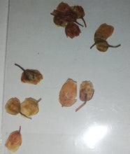 Cargar imagen en el visor de la galería, NATURALEZA ITALIANA
