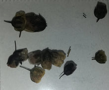 Cargar imagen en el visor de la galería, NATURALEZA ITALIANA
